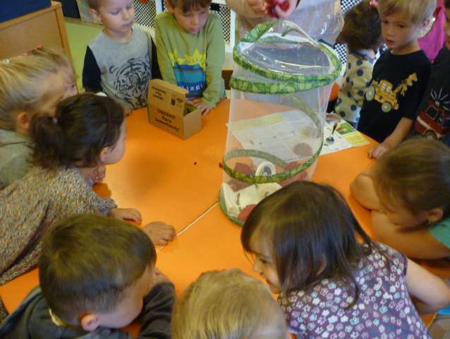  Die Sternengruppe des Fröbel-Kindergartens befasst sich mit dem Thema Schmetterlinge 